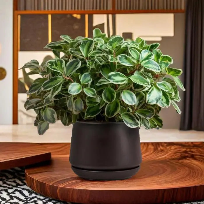 Black Matte Ceramic Plant Pot