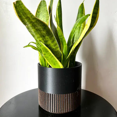 Two-Toned Cedar & Black Plant Pot