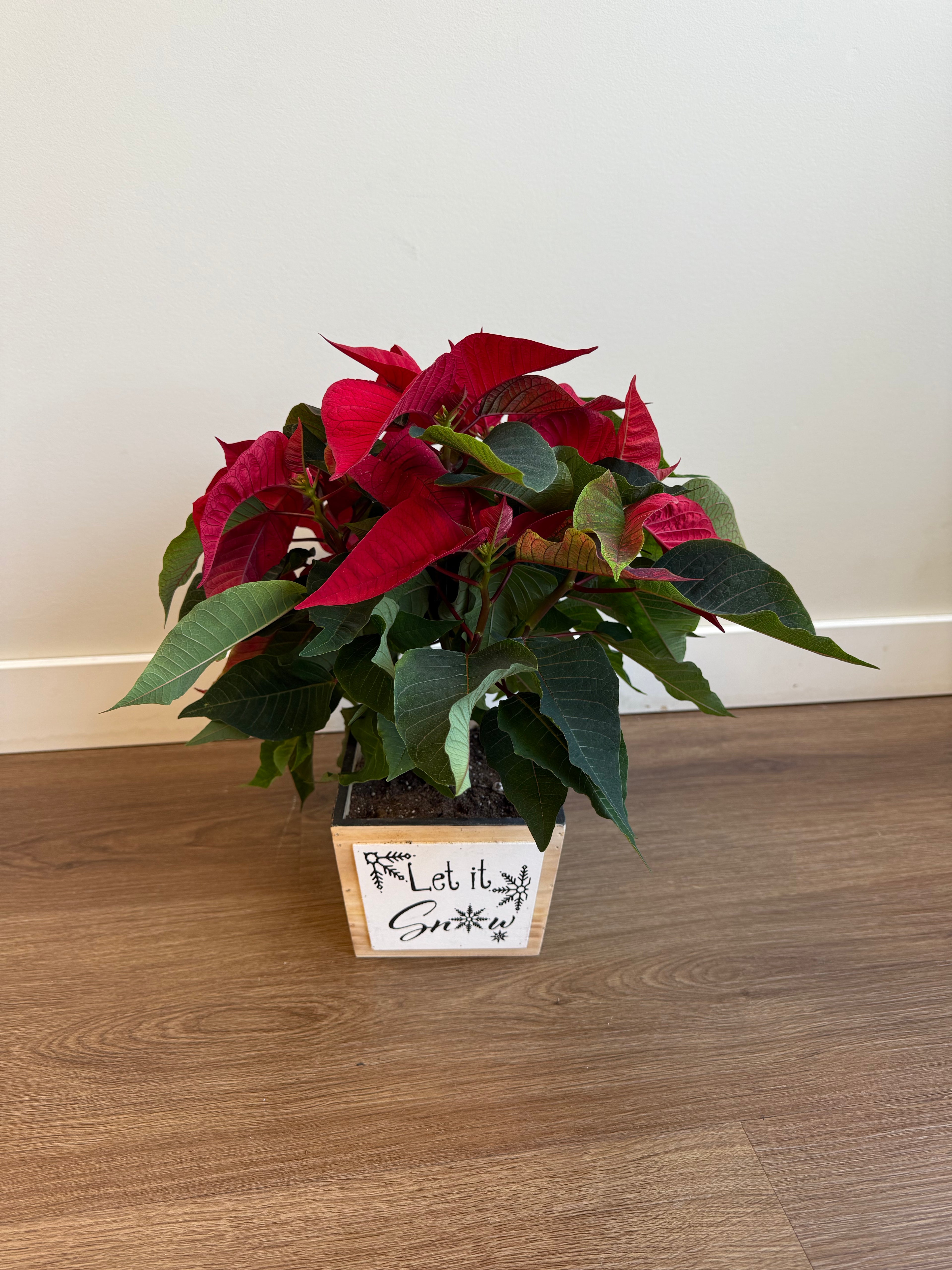 Let It Snow Poinsettia Planter
