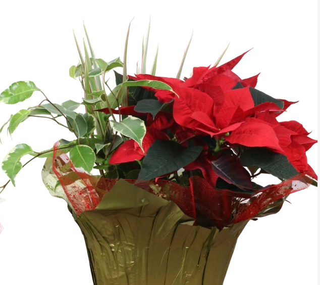Poinsettia Mixed Pot
