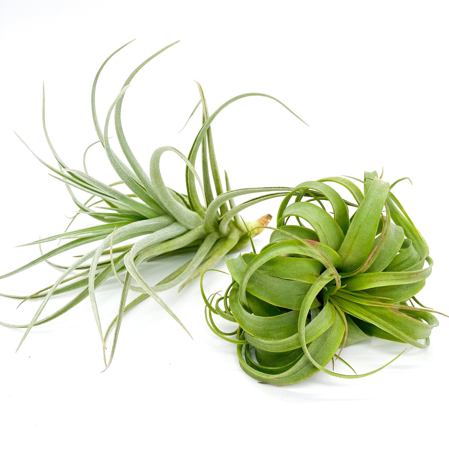 Air Plants