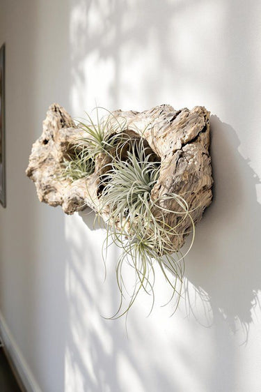 Air Plants
