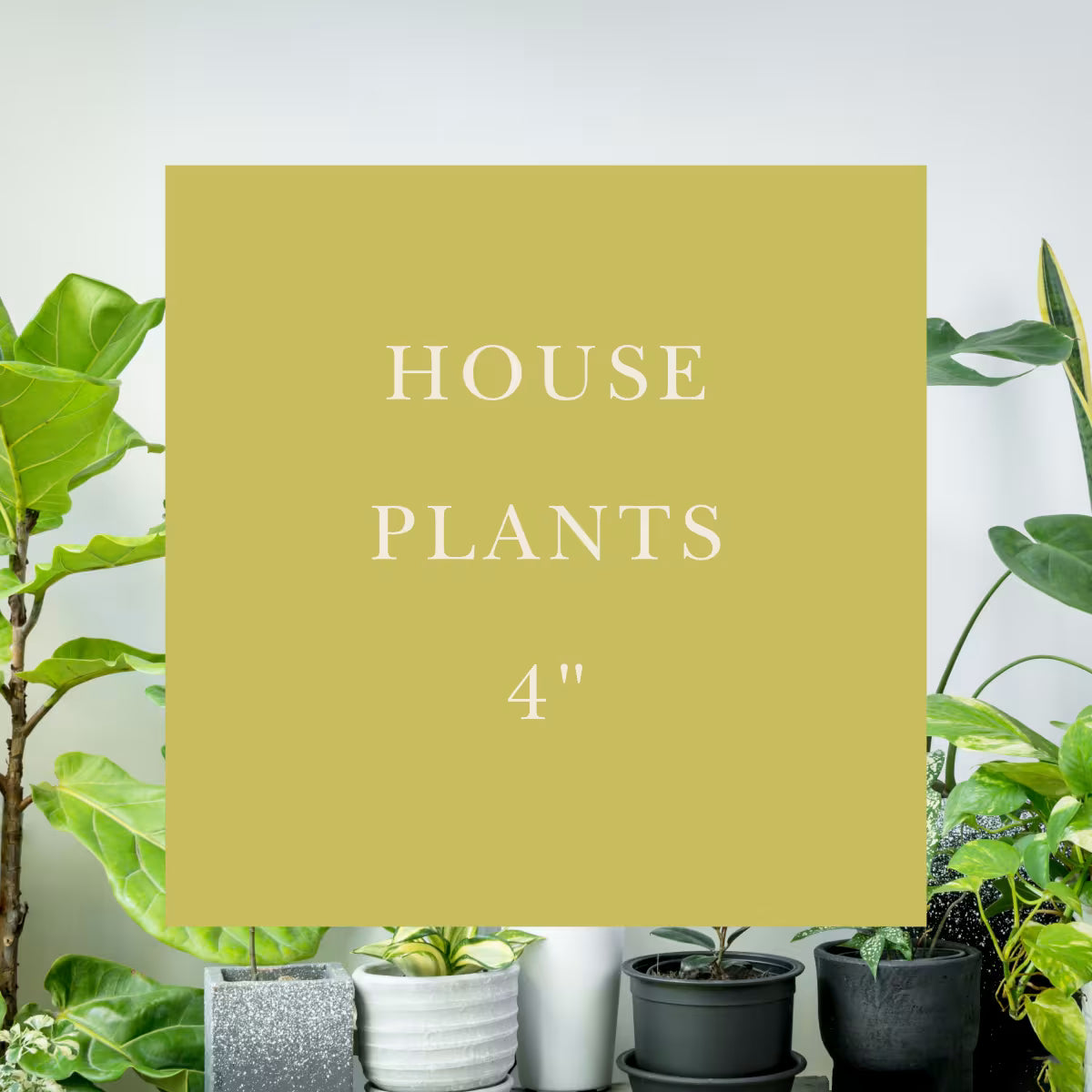 House Plants | 4"