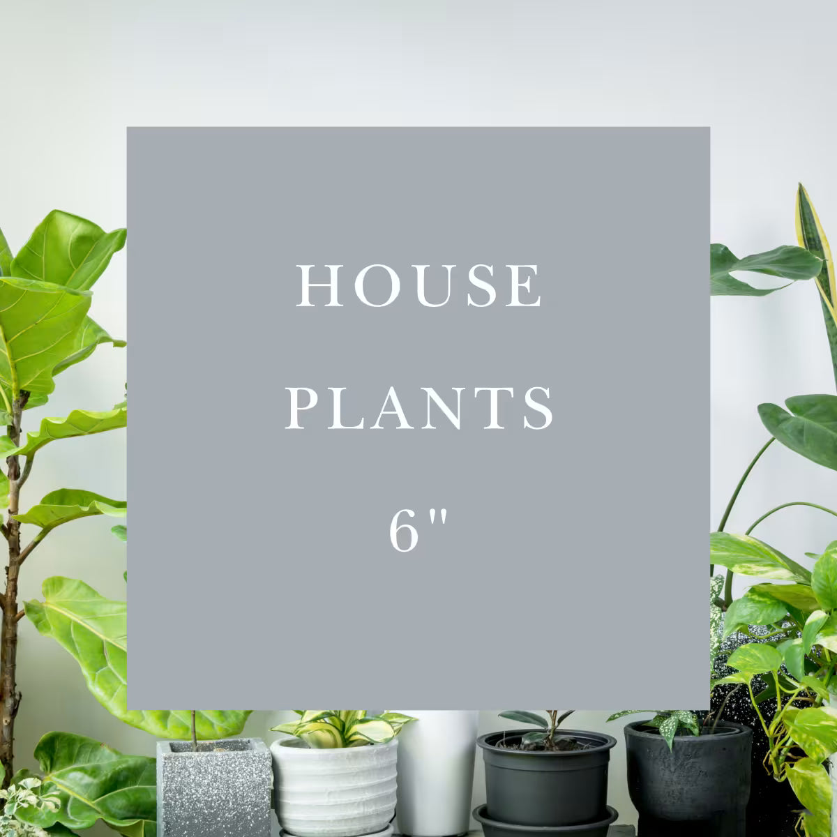 House Plants | 6"