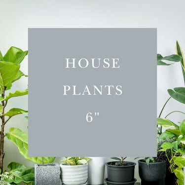 House Plants | 6"