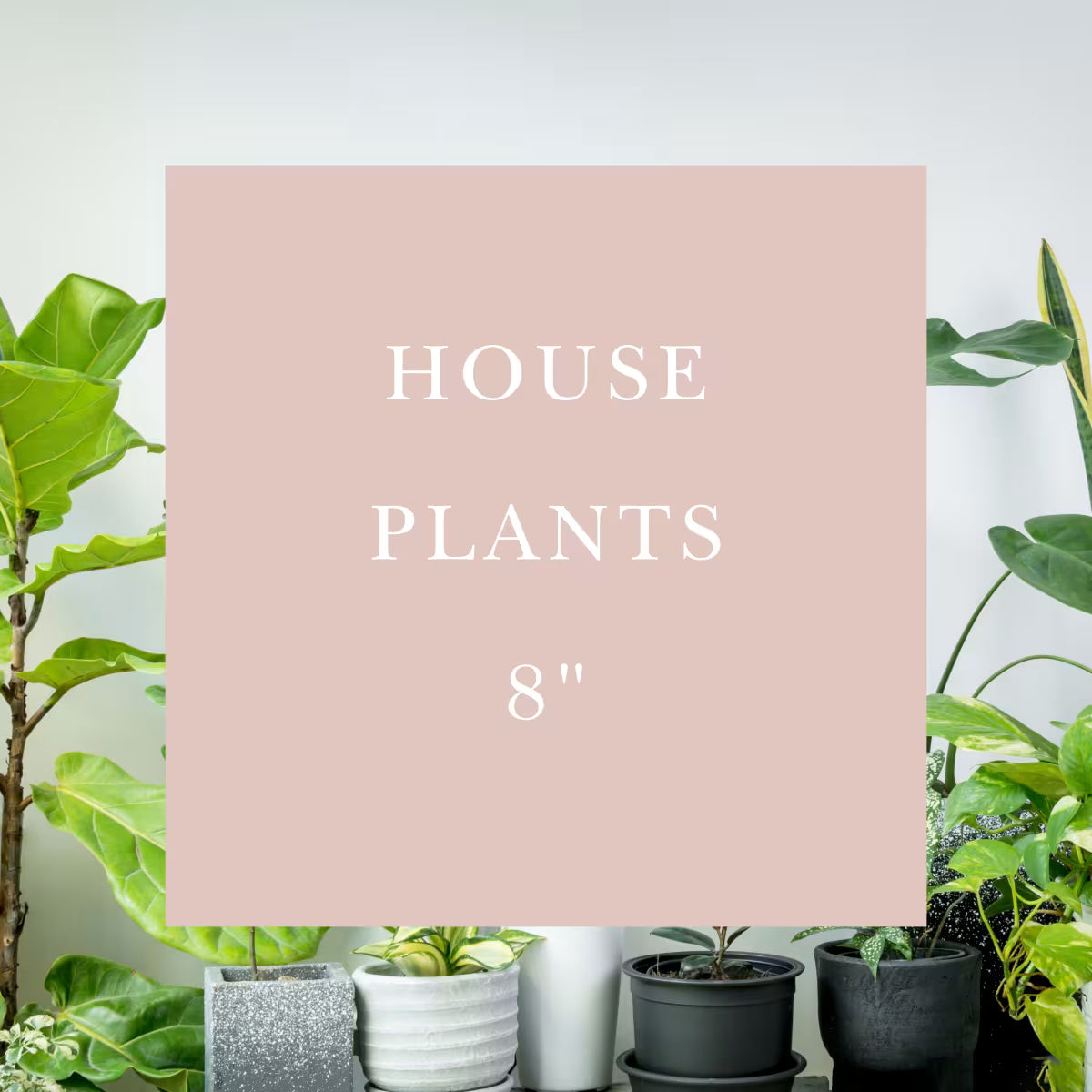 House Plants | 8"