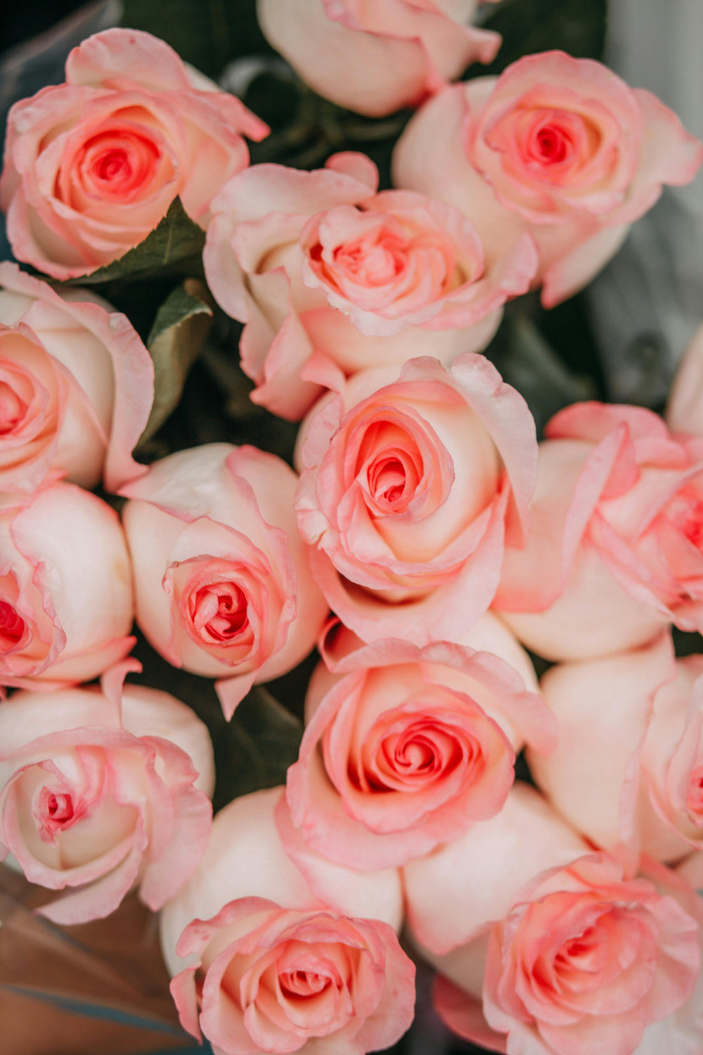 The Lena Roses