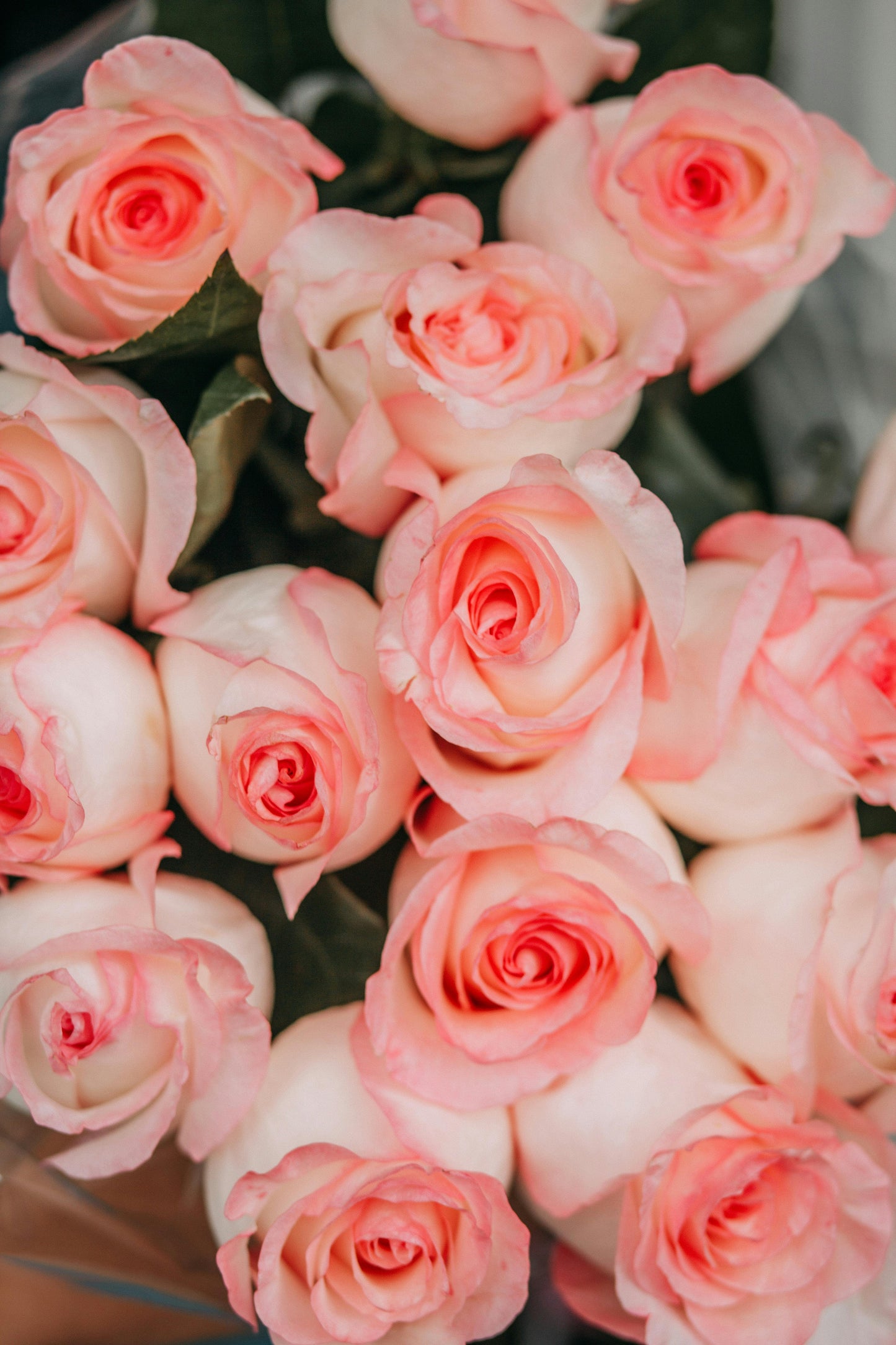 The Lena Roses