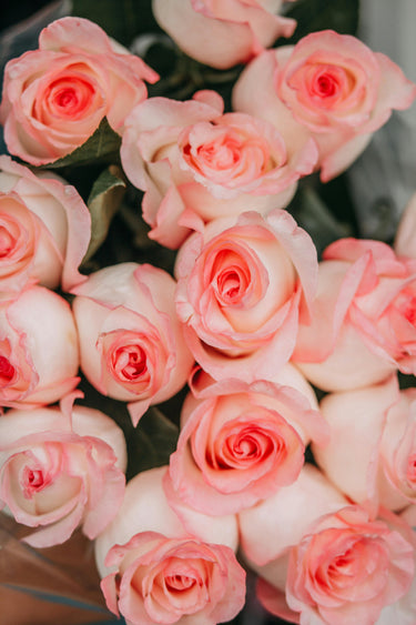 The Lena Roses